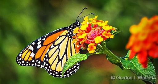 Monarch Butterfly_P1180240.jpg - Monarch butterfly (Danaus plexippus) photographed at the Ornamental Gardens in Ottawa, Ontario, Canada.
